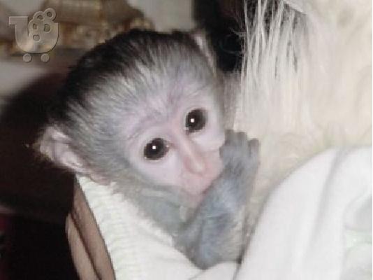 PoulaTo: μωρό χιμπατζή για